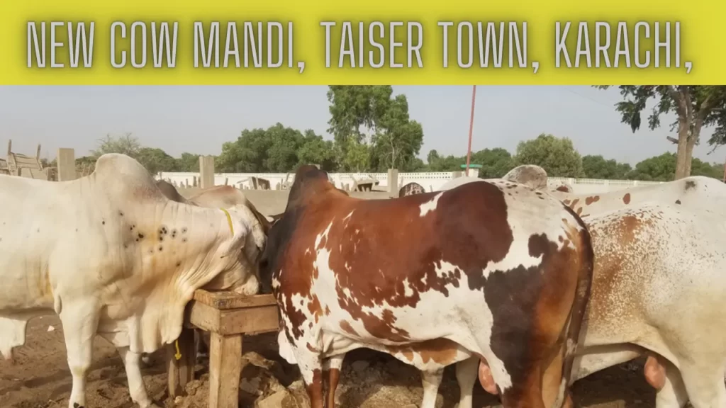 karachi-cow-mandi-new-taiser-town-2023